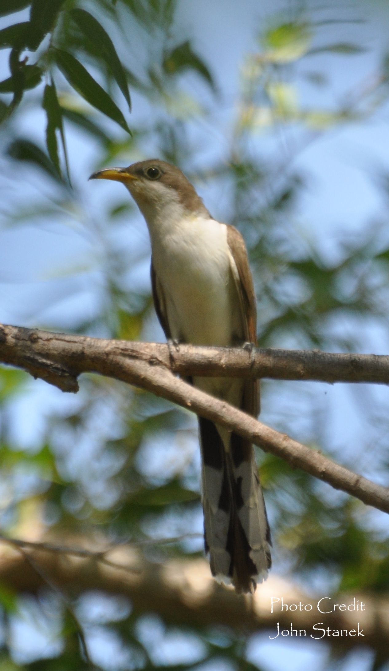 adult-cuckoo-john-stanekcr.png