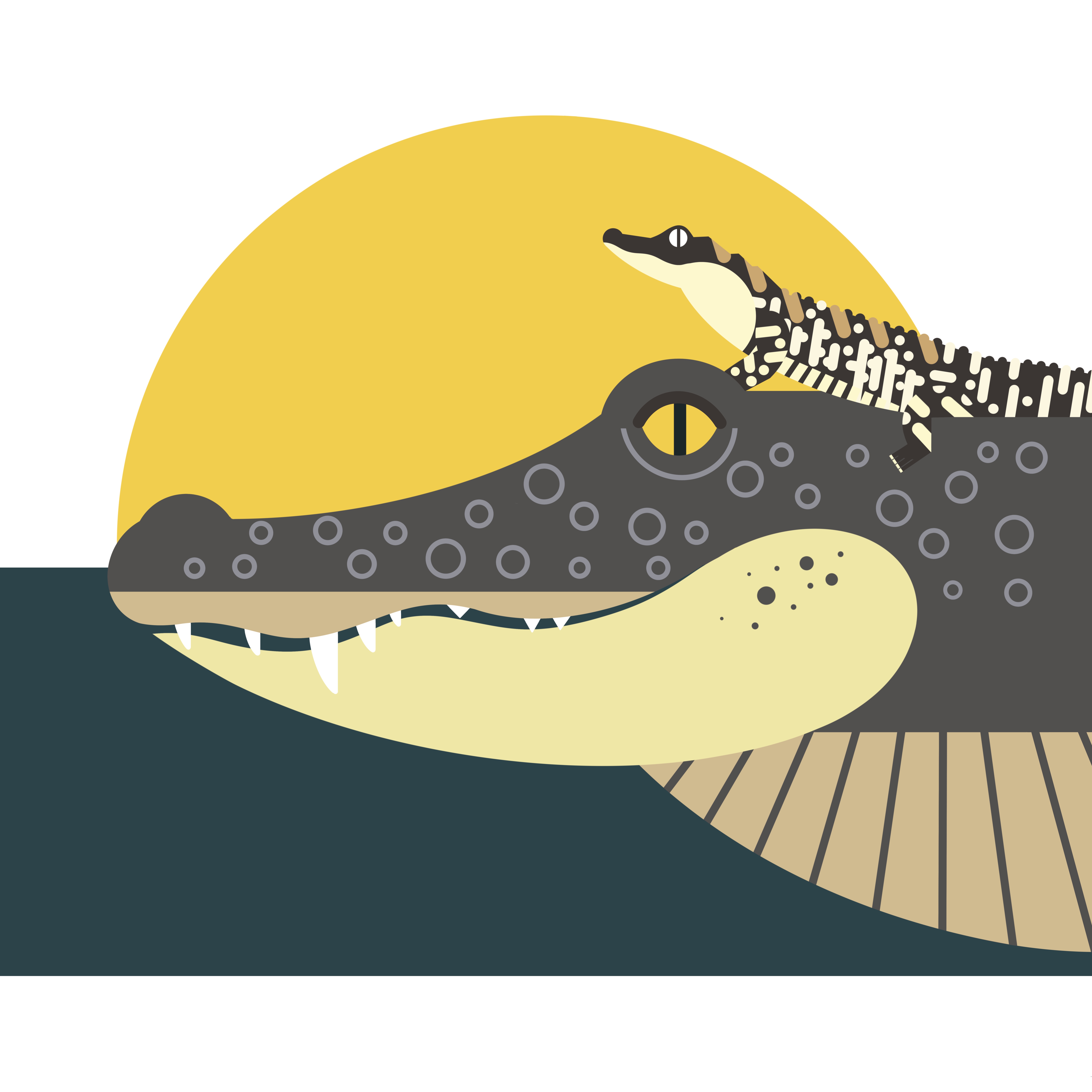 american-alligator7.jpg