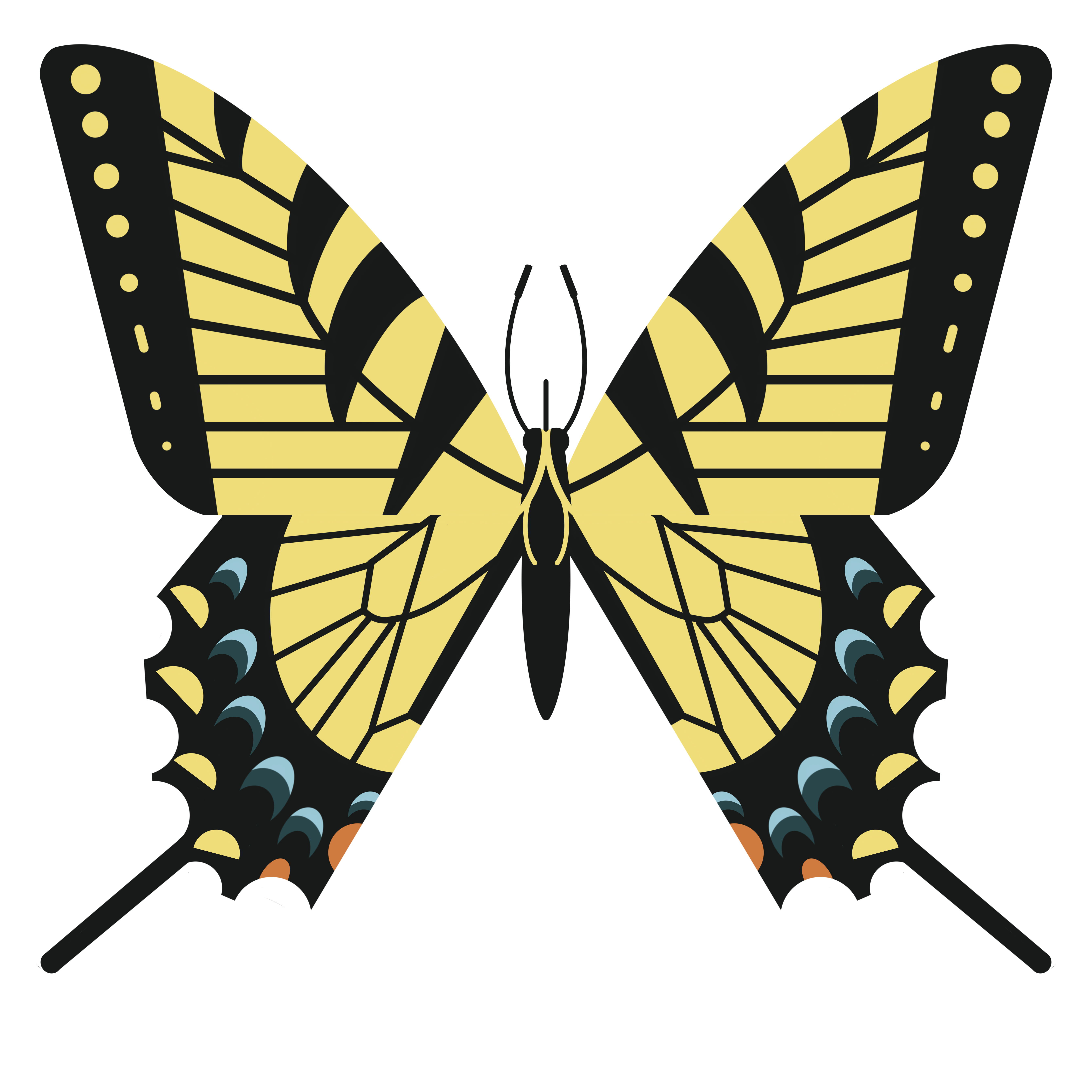eastern-tiger-swallowtail-3.png