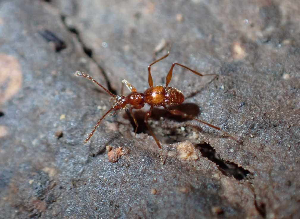 kretschmarr-cave-mold-beetle.png