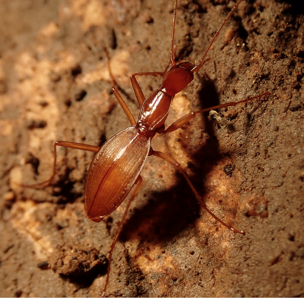 tooth-cave-groundbeetle-colin-strickland.png